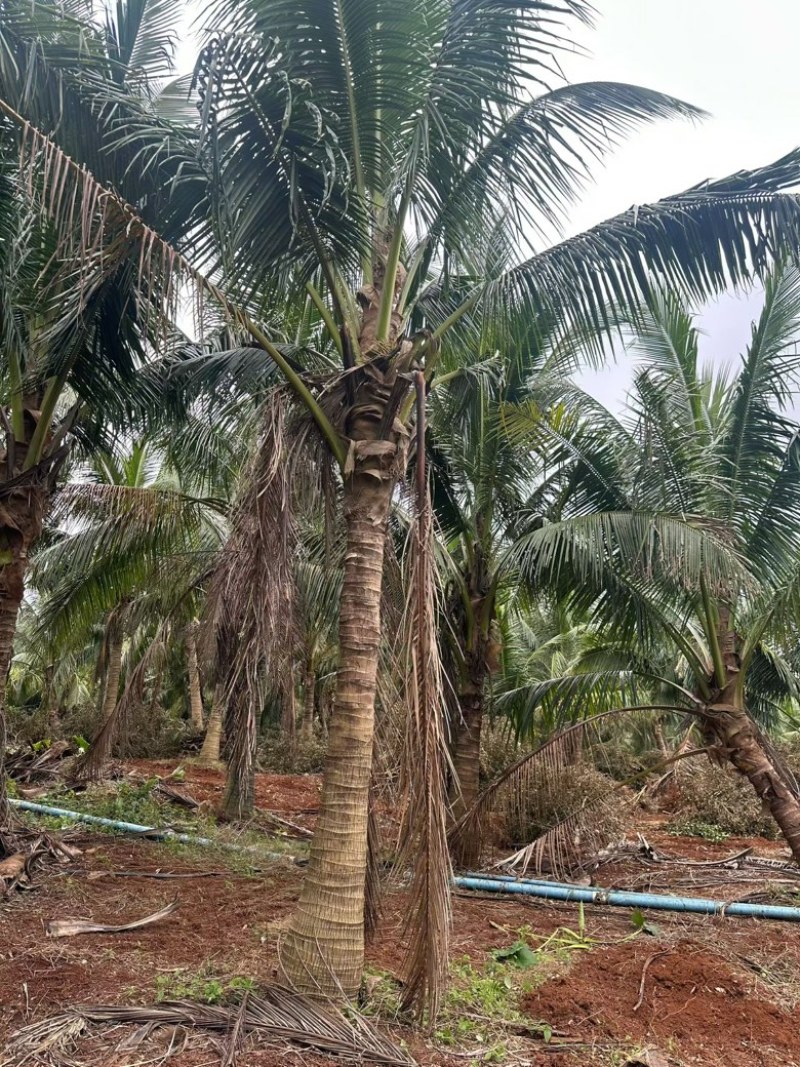 椰子树源头基地海南文昌椰子树基地实拍