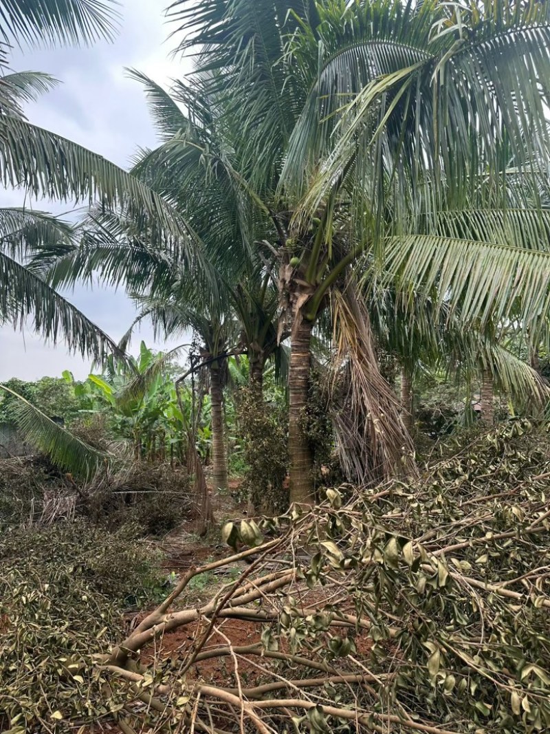 椰子树源头基地海南文昌椰子树基地实拍