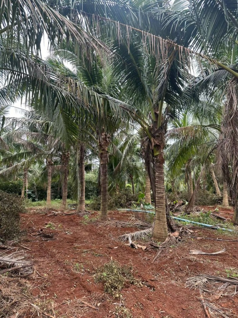 椰子树源头基地海南文昌椰子树基地实拍