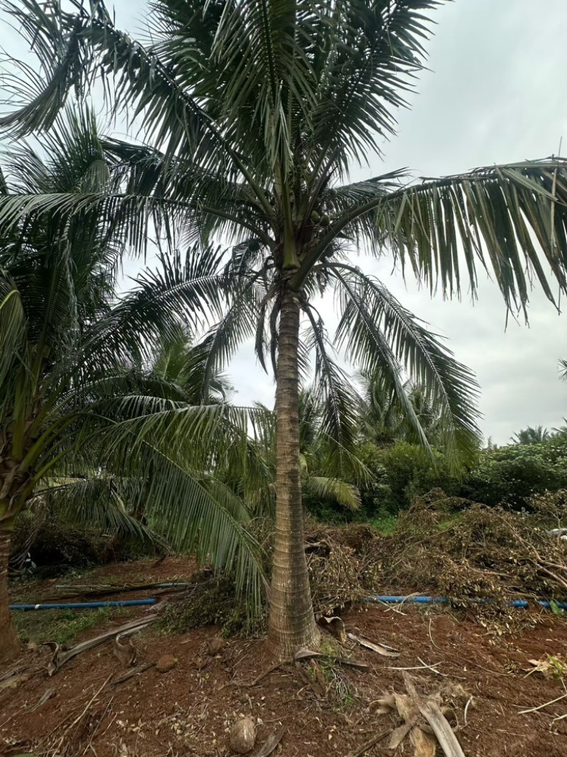 椰子树源头基地海南文昌椰子树基地实拍