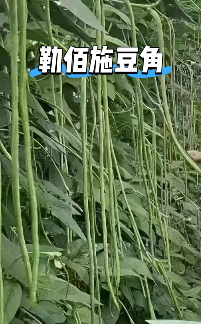 膨大拉长拉直液膨大拉直拉长增粗增瓜增荚改善品质