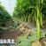 膨大拉长拉直液膨大拉直拉长增粗增瓜增荚改善品质