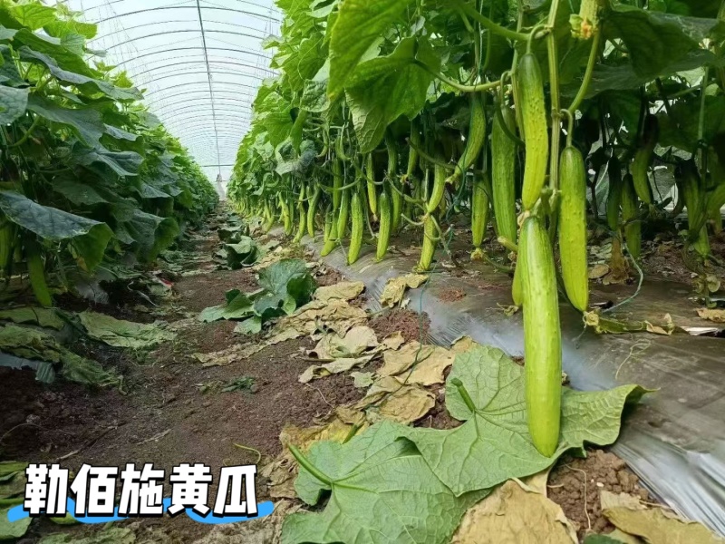 膨大拉长拉直液膨大拉直拉长增粗增瓜增荚改善品质