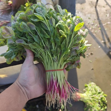 精品红苋菜