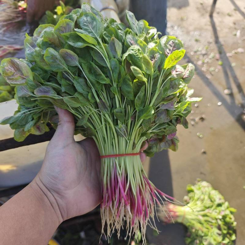 精品红苋菜