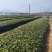 日照红茶山东基地直供质量保证口感醇厚支持一件代发