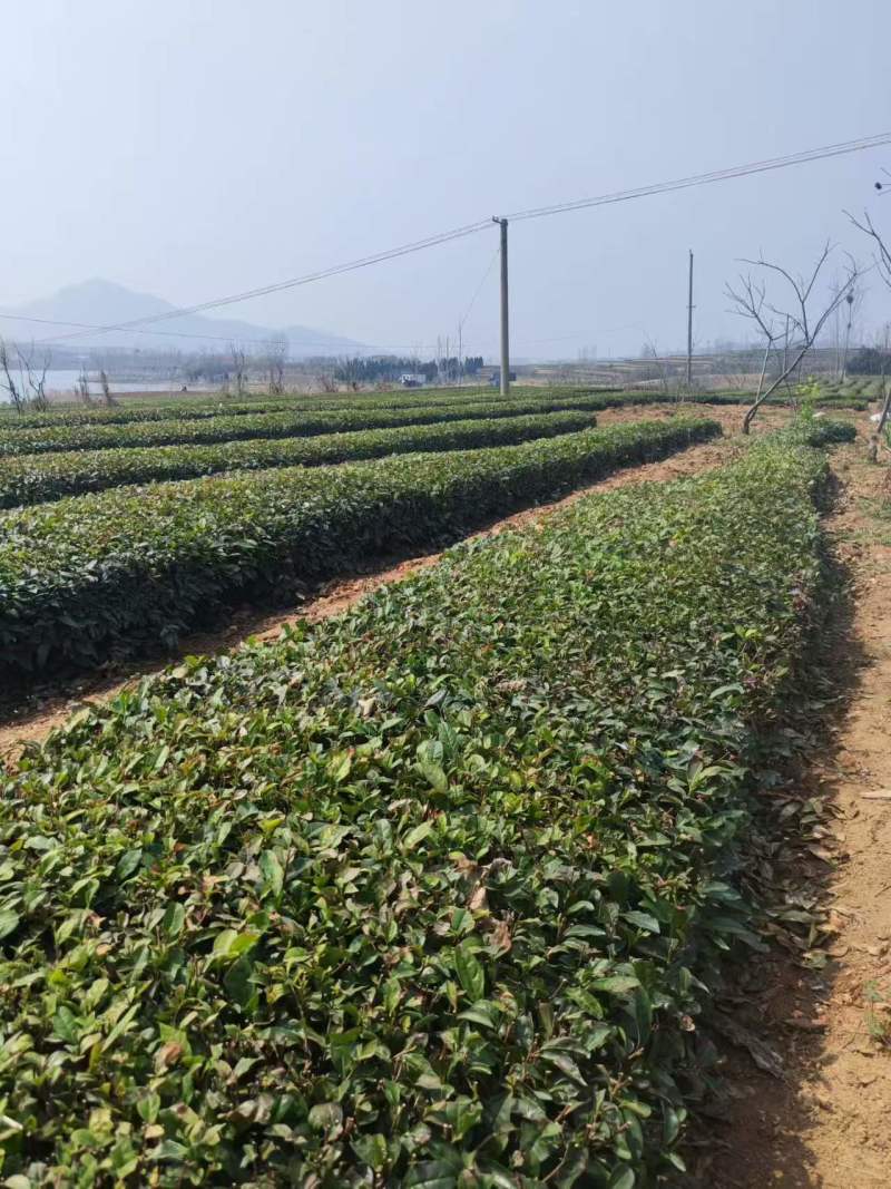 日照红茶山东基地直供质量保证口感醇厚支持一件代发
