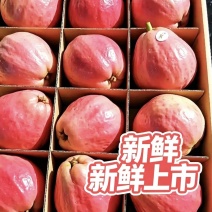 广东汕头直发胭脂红番石榴精品果新鲜上市当季红心芭乐