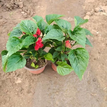 绿化苗木一串红！批发基地！适合庭院花园小区绿化带两侧种植