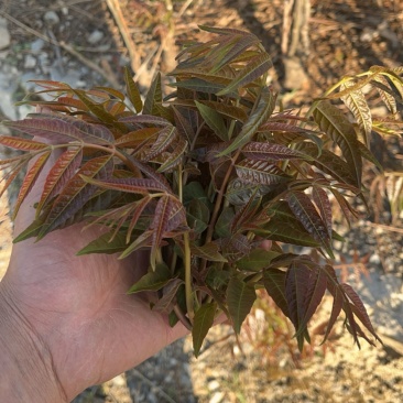香春芽
