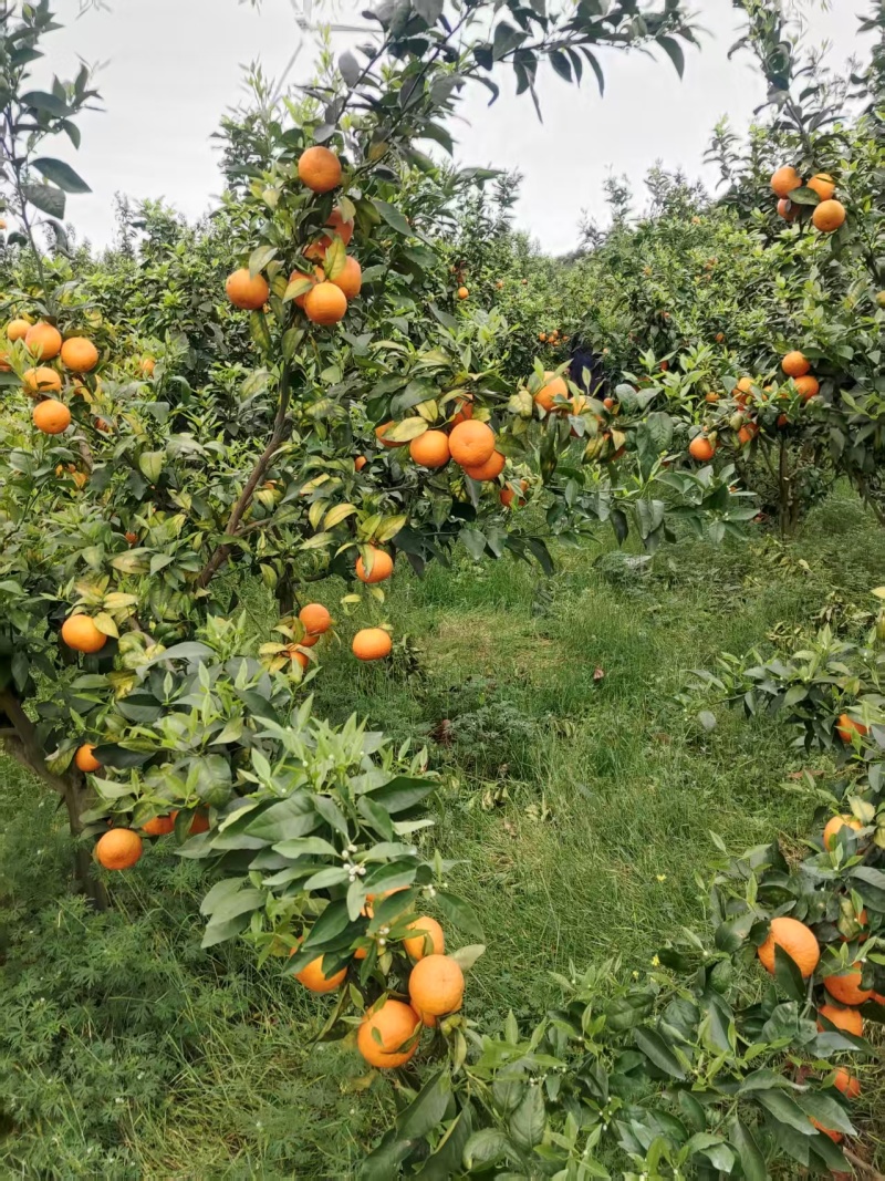 沃柑场地种植量大价优