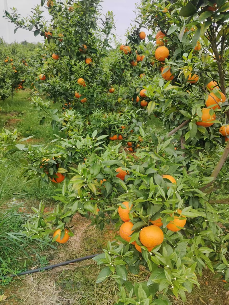 沃柑场地种植量大价优