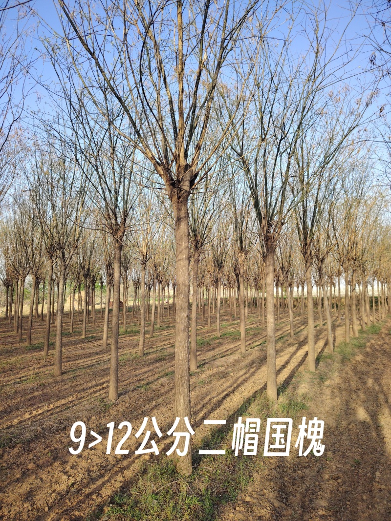 精品国槐8-13公分规格齐全苗圃直发精选国槐