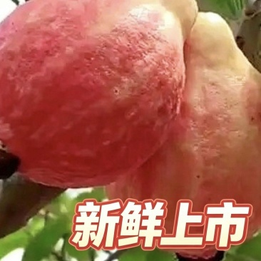 汕头现摘胭脂红番石榴精品大果新鲜当季红心软糯芭乐