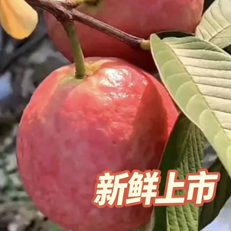 汕头现摘胭脂红番石榴精品大果新鲜当季红心软糯芭乐