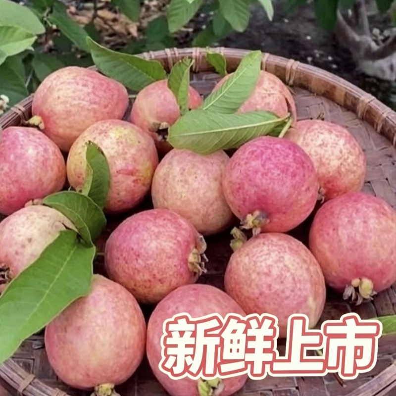 汕头现摘胭脂红番石榴精品大果新鲜当季红心软糯芭乐
