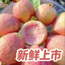胭脂红番石榴广东汕头精品果新鲜现摘软糯香甜红心芭乐