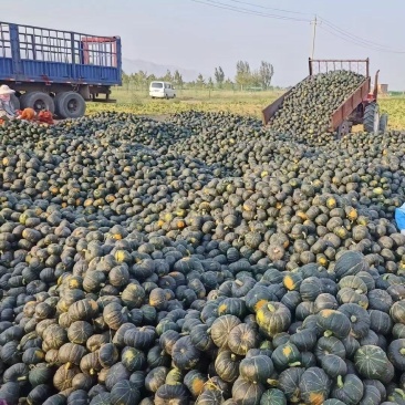 广东精品贝贝南瓜大量上市品质保证量大从优一手货源