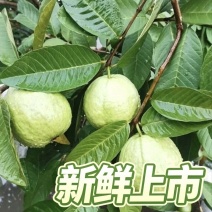 广东汕头直发珍珠白番石榴精品果新鲜上市当季白心芭乐