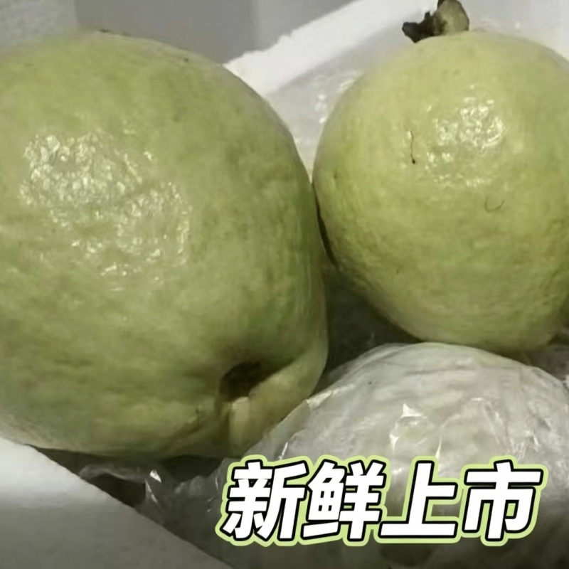 广东汕头直发珍珠白番石榴精品果新鲜上市当季白心芭乐