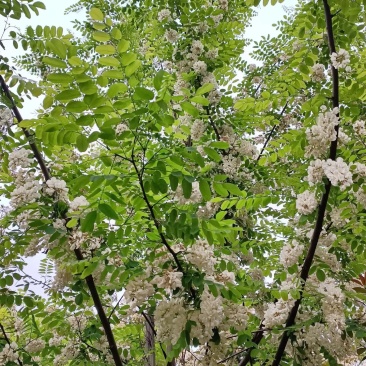 洋槐花