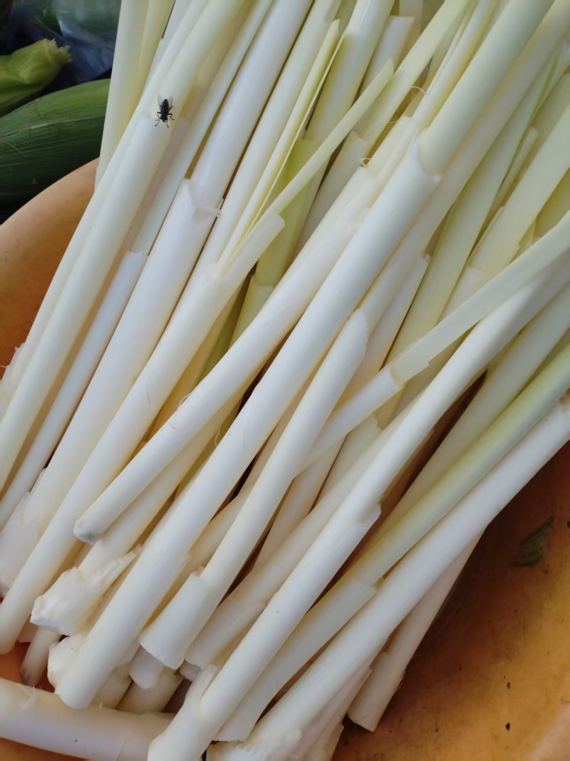 蒲菜上市了，需要的老板与我联系。
