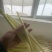 蒲菜上市了，需要的老板与我联系。