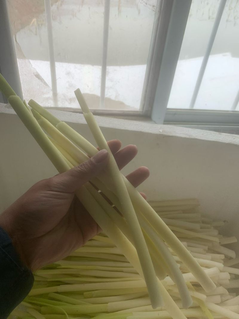 蒲菜上市了，需要的老板与我联系。
