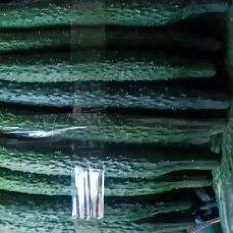 精品大棚密刺黄瓜精品大棚密刺黄瓜精品大棚密刺黄瓜