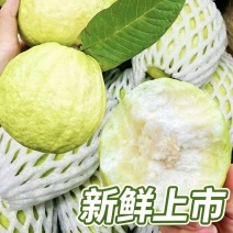 汕头现摘珍珠白番石榴精品大果新鲜当季清甜白心芭乐