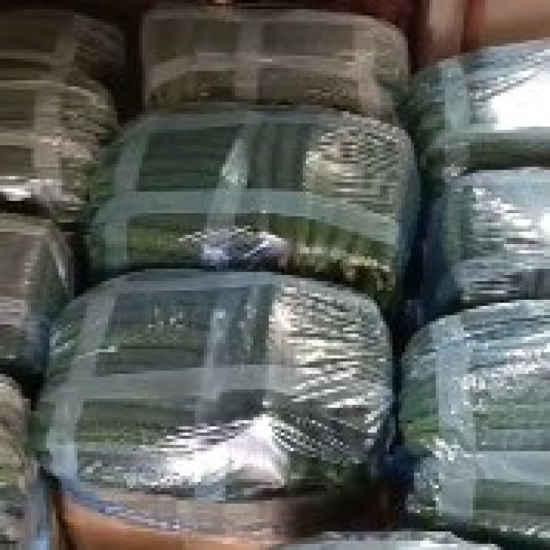 精品大棚密刺黄瓜精品大棚密刺黄瓜精品大棚密刺黄瓜