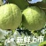 汕头现摘珍珠白番石榴精品大果新鲜当季清甜白心芭乐