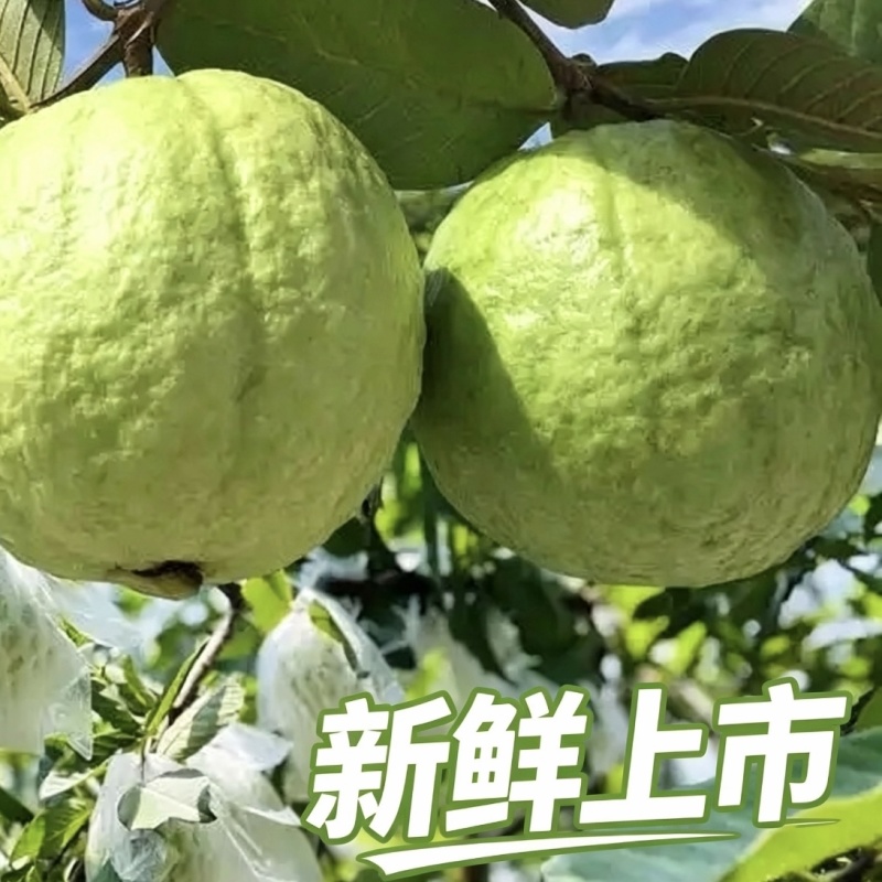 汕头现摘珍珠白番石榴精品大果新鲜当季清甜白心芭乐