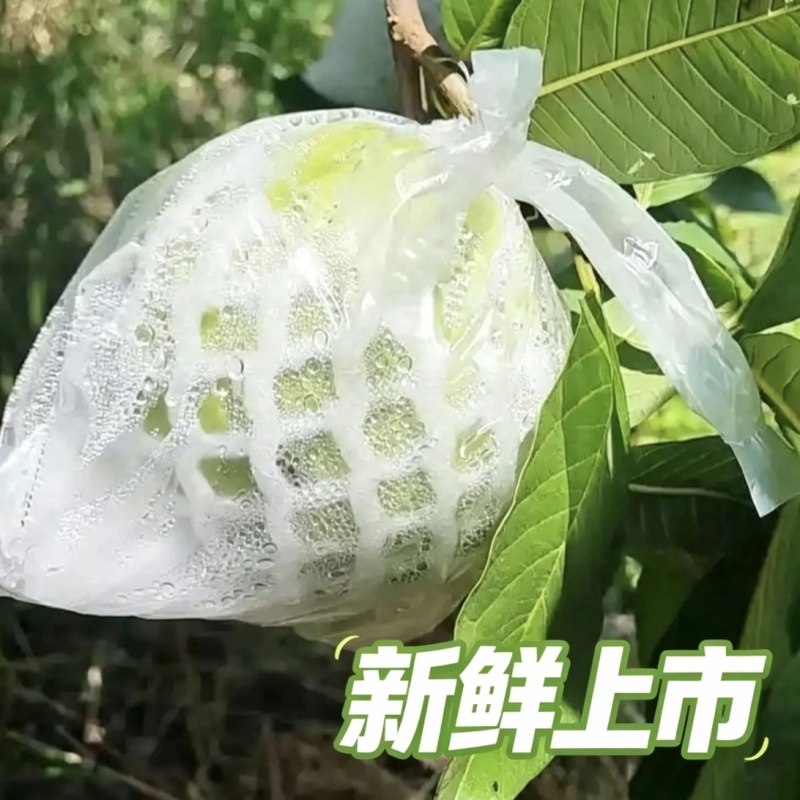 汕头现摘珍珠白番石榴精品大果新鲜当季清甜白心芭乐