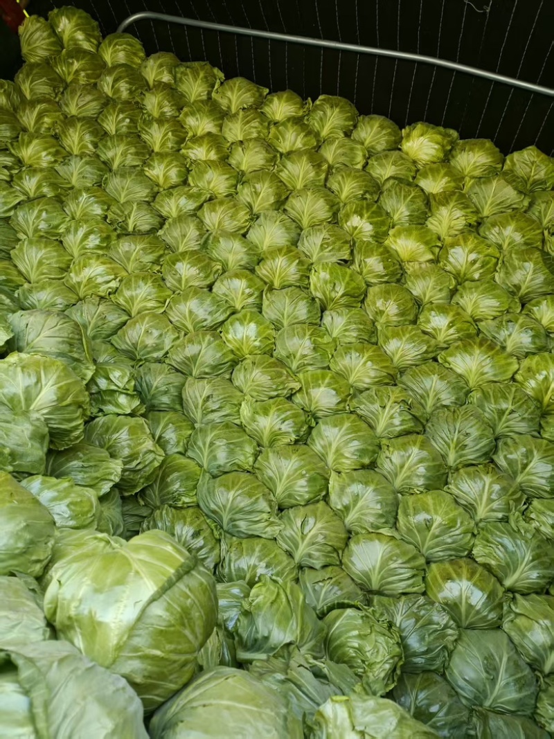 甘蓝圆包菜，口感丰富，营养健康，价格美丽产地直发