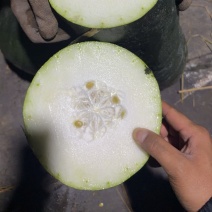 海南精品无黑心冬瓜