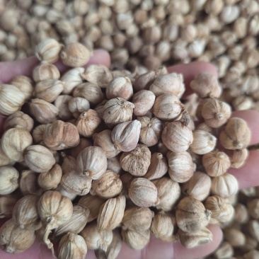 白豆蔻印尼白豆蔻原货水洗货量大从优