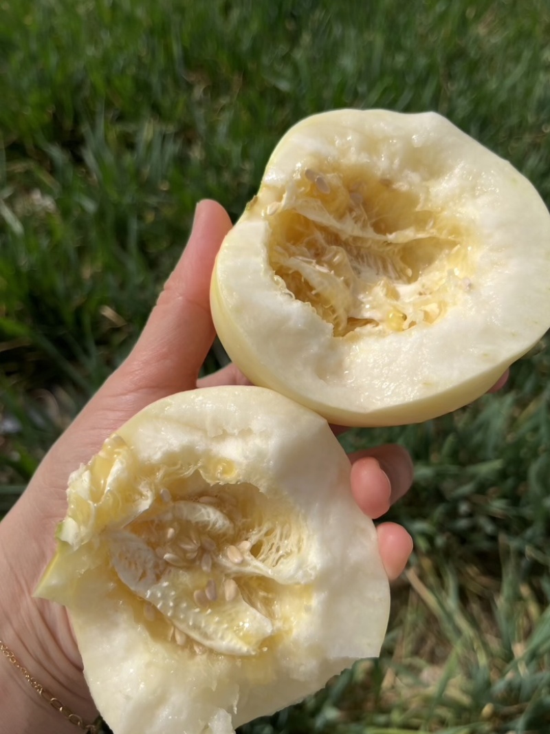 内黄精品白沙蜜甜瓜，小白瓜大量供应，一手货源，对接全国