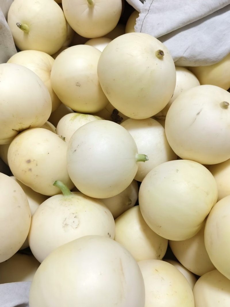 内黄精品白沙蜜甜瓜，小白瓜大量供应，一手货源，对接全国