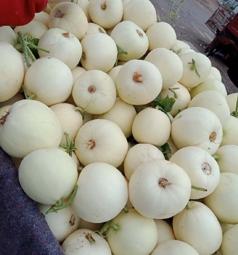 内黄精品白沙蜜甜瓜，小白瓜大量供应，一手货源，对接全国