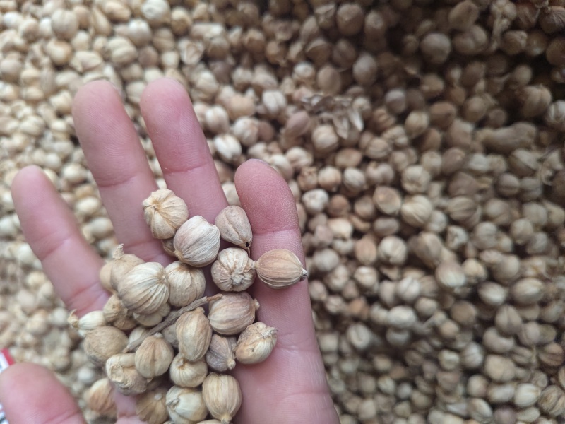 白豆蔻印尼白豆蔻原货水洗货量大从优