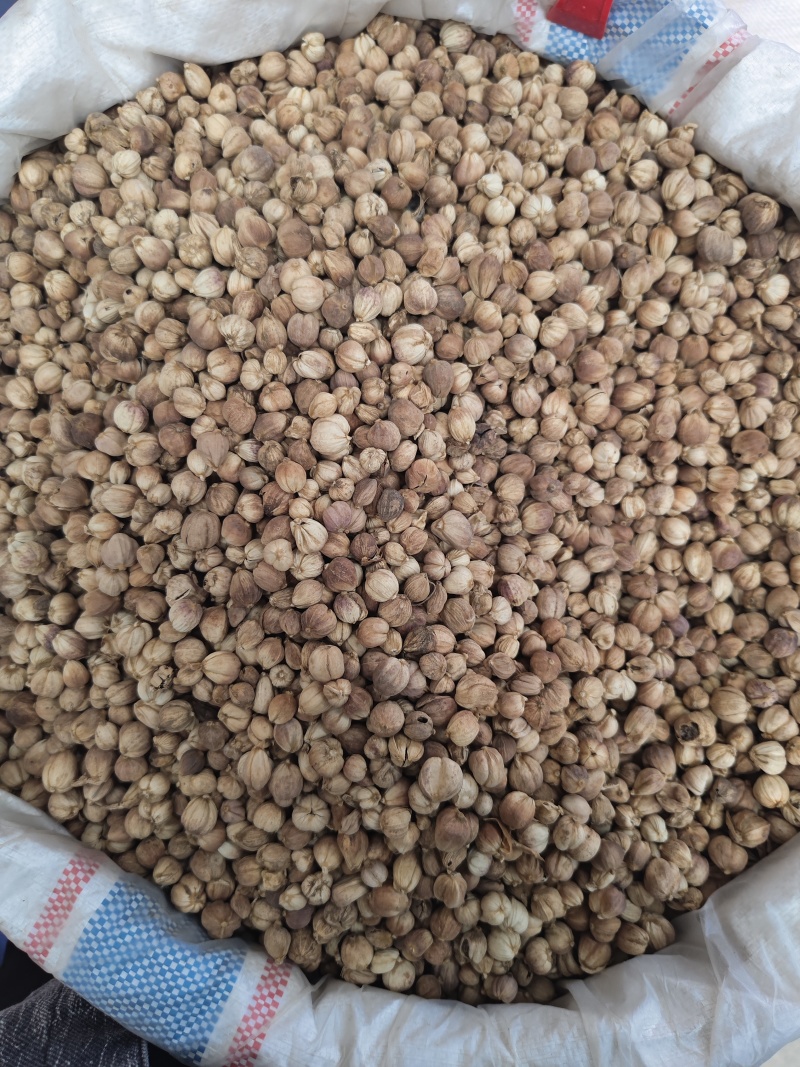 白豆蔻印尼白豆蔻原货水洗货量大从优