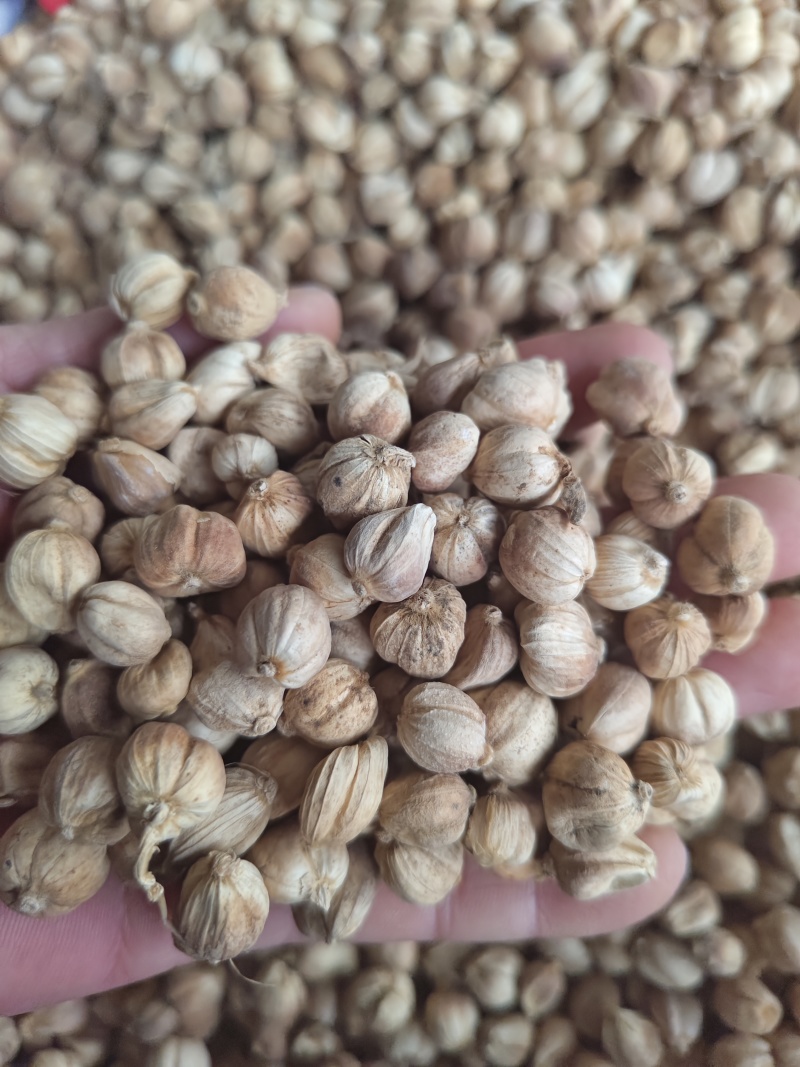 白豆蔻印尼白豆蔻原货水洗货量大从优
