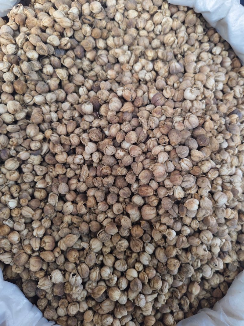 白豆蔻印尼白豆蔻原货水洗货量大从优
