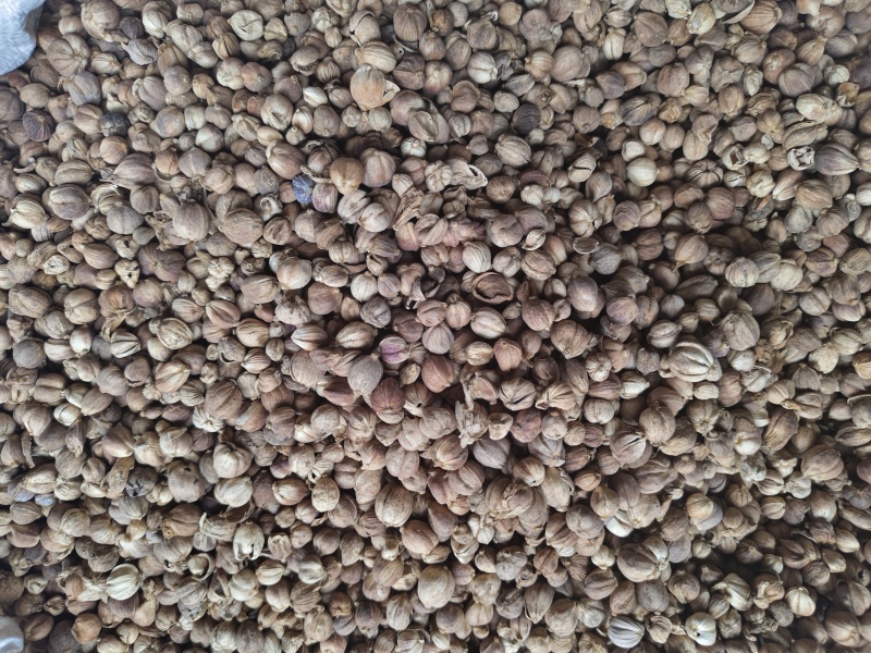 白豆蔻印尼白豆蔻原货水洗货量大从优