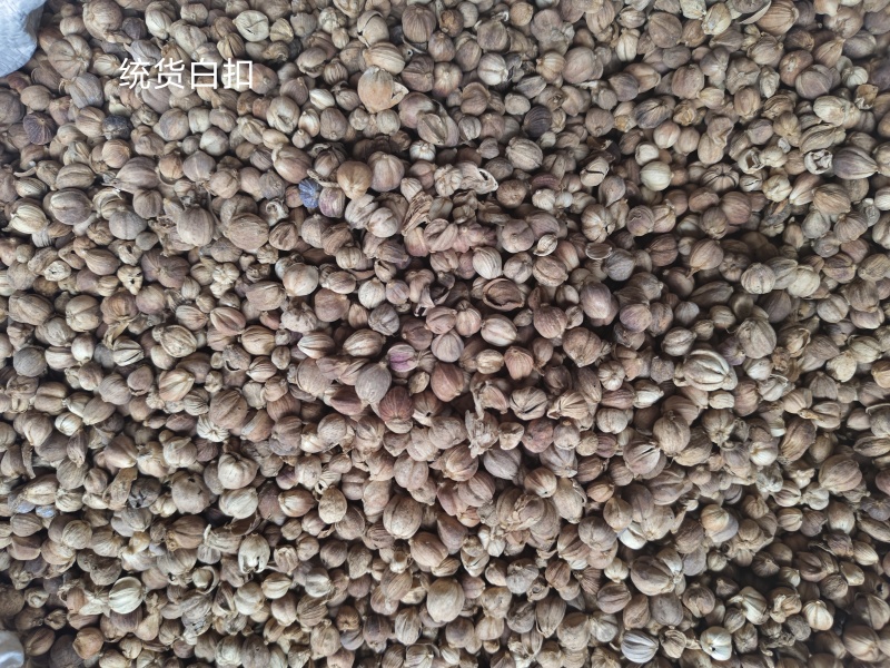 白豆蔻印尼白豆蔻原货水洗货量大从优