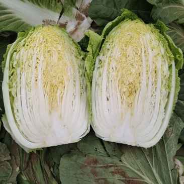 黄心大白菜