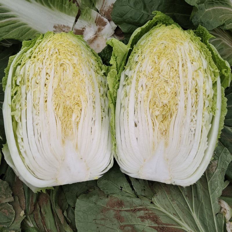 黄心大白菜