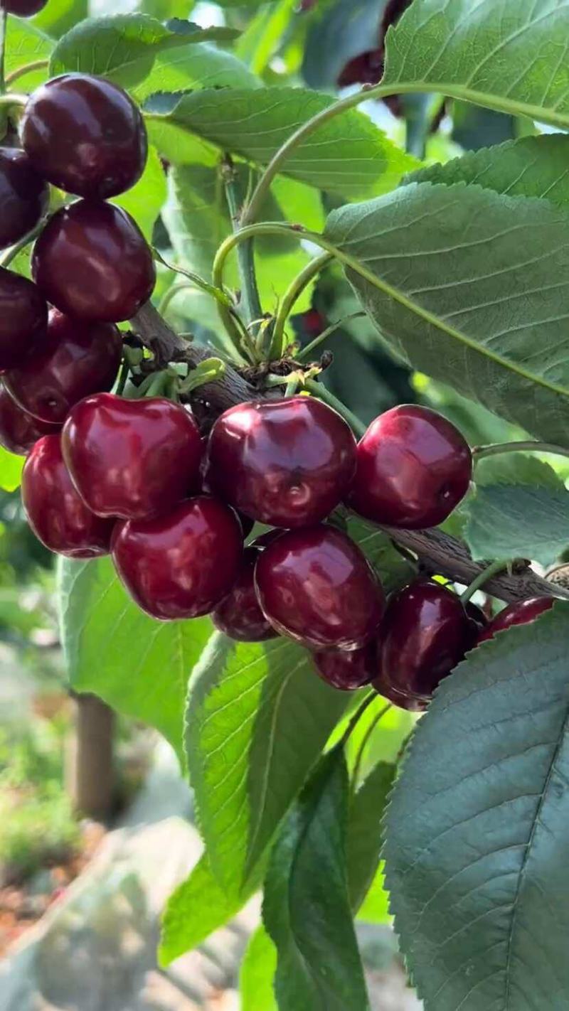 山东美早樱桃，个大、色艳，口感脆甜，电商一件代发