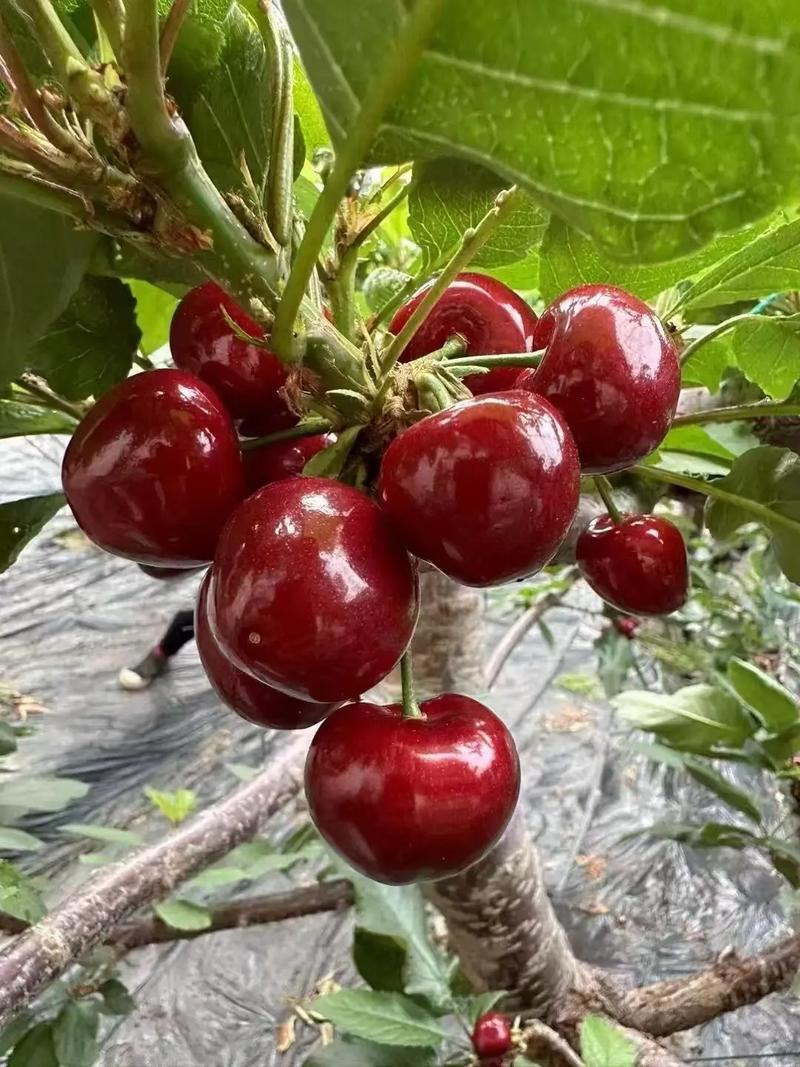 山东美早樱桃，个大、色艳，口感脆甜，电商一件代发